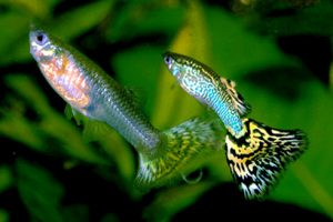 Guppy - poecilia reticulata