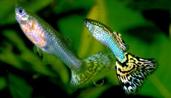 Guppy - poecilia reticulata