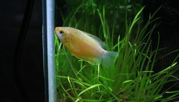 Colisa chuna - trichogaster chuna