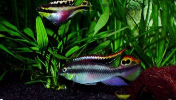 Cíclido púrpura - pelvicachromis pulcher