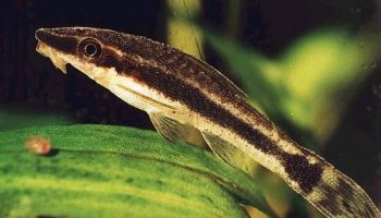 Otocinclo dorado - otocinclus affinis