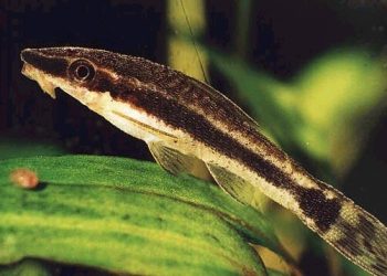 Otocinclo dorado - otocinclus affinis