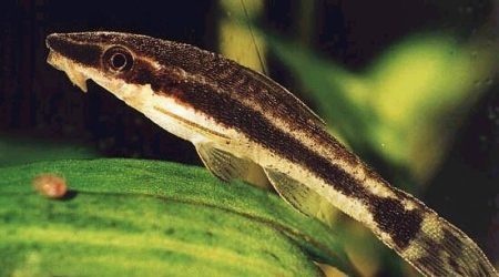 Otocinclo dorado - otocinclus affinis