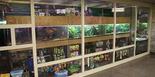 Pet_shop,_Novosibirsk_001 К.Артём.1, CC BY-SA 4.0 , via Wikimedia Commons