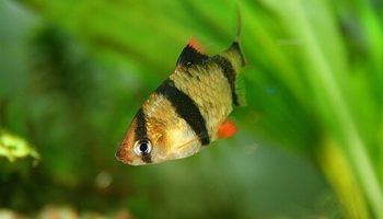 Barbo Tetrazona - puntigrus tetrazona