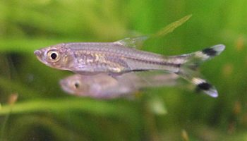Tijeritas - Rasbora trilineata