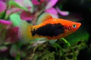 Platy Rojo - xiphophorus maculatus