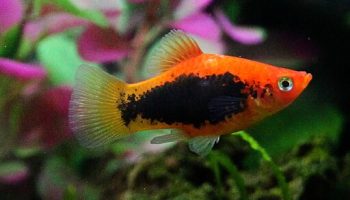 Platy Rojo - xiphophorus maculatus