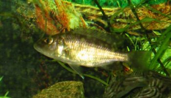 - sciaenochromis ahli