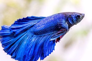 Pez luchador – betta splendens Pez luchador - betta splendens