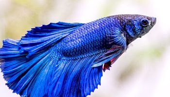 Pez luchador - betta splendens