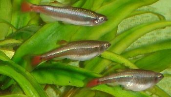 Neón chino - tanichthys albonubes