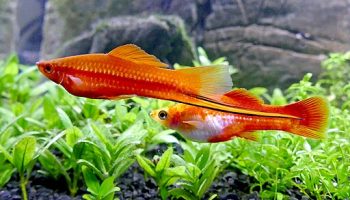 Xipho cola de espada - xiphophorus hellerii