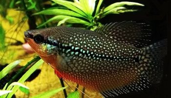 Gurami perla - Trichogaster leeri